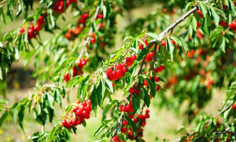 cherries, cherry tree, sour cherries