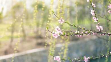 Selective Focus Photography of Pink Flowers