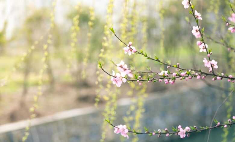 Selective Focus Photography of Pink Flowers