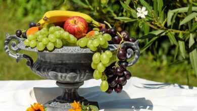 bowl of fruit, shell, nature, fruit, healthy, food, summer