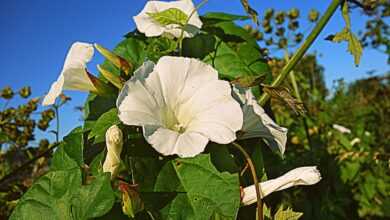 bindweed, hedge bindweed, flower background