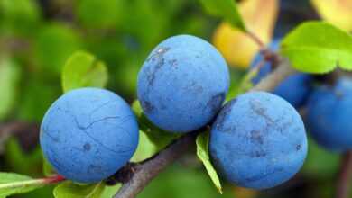 blackthorn, fruit, twig