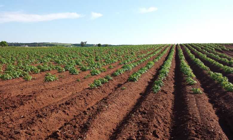 potato, field, crops