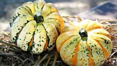 pumpkins, gourds, vegetables