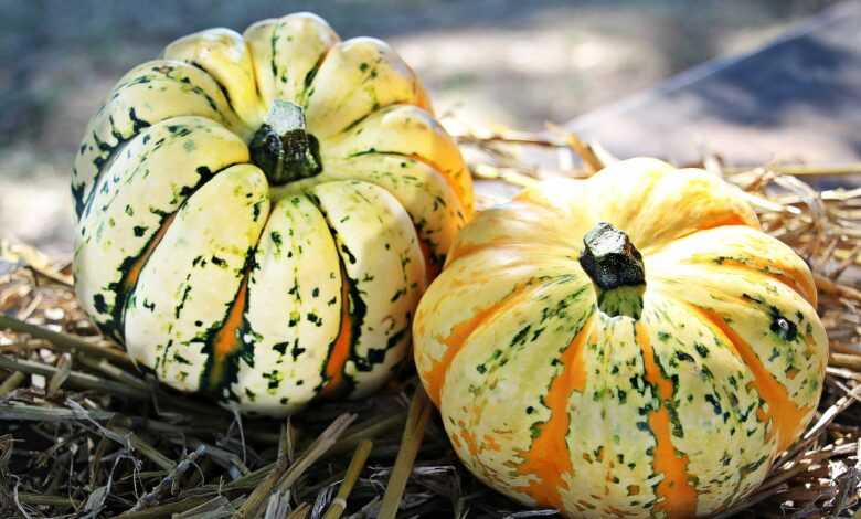 pumpkins, gourds, vegetables