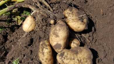 potato, land, fruit