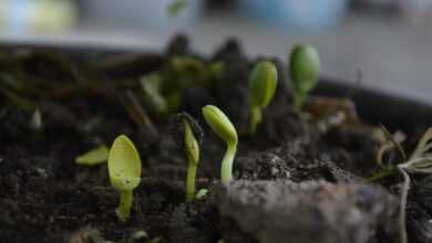 grown up, born, earth, nature, soil, moisture, farming, compost, soil, soil, compost, compost, compost, compost, compost