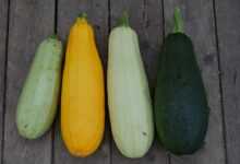 zucchini, vegetable, close-up, vegetarianism, from the garden, yellow, green, zucchini, zucchini, zucchini, zucchini, zucchini