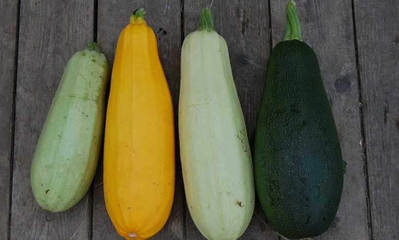 zucchini, vegetable, close-up, vegetarianism, from the garden, yellow, green, zucchini, zucchini, zucchini, zucchini, zucchini