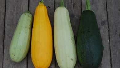 zucchini, vegetable, close-up, vegetarianism, from the garden, yellow, green, zucchini, zucchini, zucchini, zucchini, zucchini
