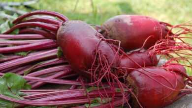 beet, plant, red