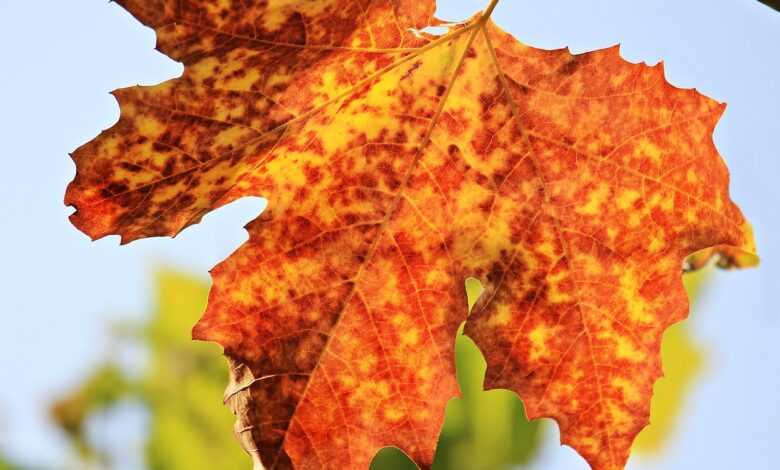 autumn, leaf, maple