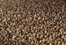 buckwheat, cereals, diet, diet food, food, buckwheat, buckwheat, buckwheat, buckwheat, buckwheat
