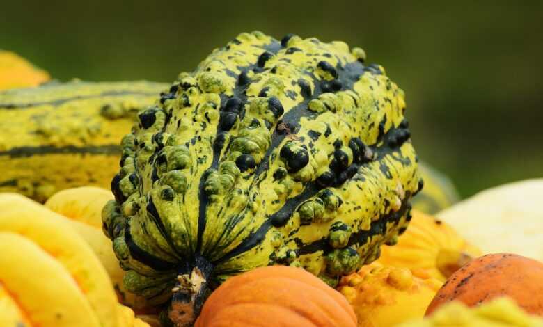 pumpkin, vegetable, harvest