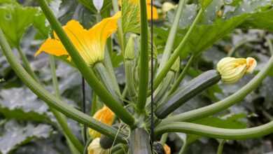 zucchini, flower wallpaper, vegetable, vegetables, flower, beautiful flowers, cultivation, entutored, flower background, greenhouse, courgette, nature, zucchini flower