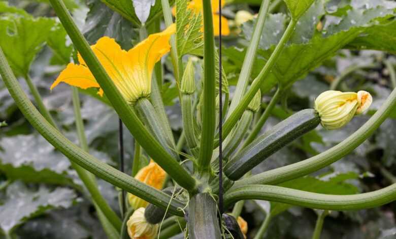 zucchini, flower wallpaper, vegetable, vegetables, flower, beautiful flowers, cultivation, entutored, flower background, greenhouse, courgette, nature, zucchini flower
