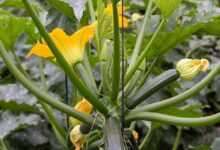 zucchini, vegetable, vegetables