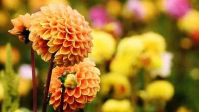 dahlia, flowers, plant