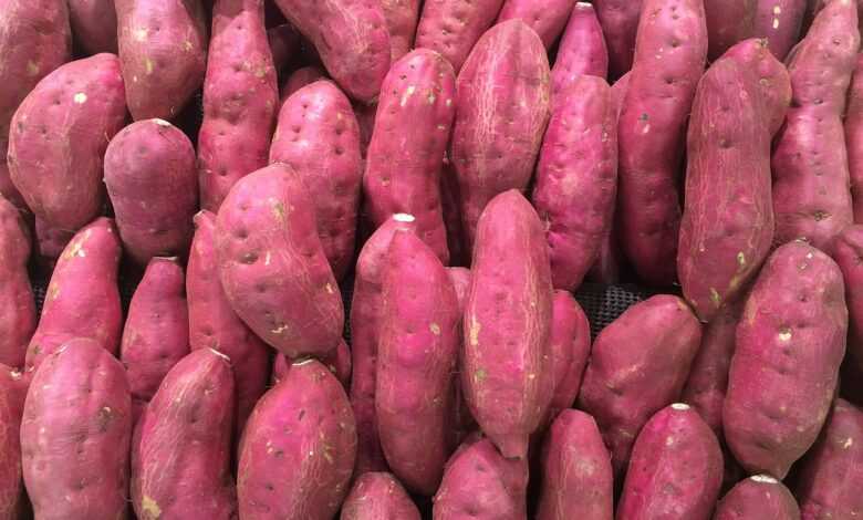 sweet potato, red-purple, pile