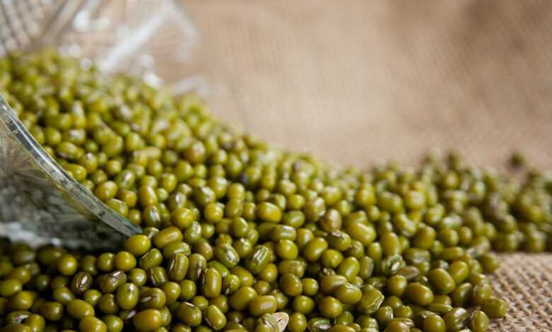 mung beans, vigna radiata, moong bean