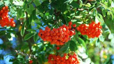 rowanberry, rowan, red fruit