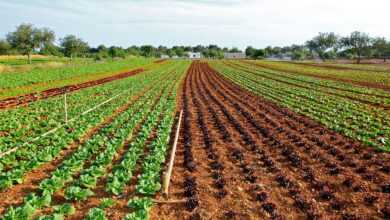 lettuce field, cultivation, vegetable, lettuce cultivation in ibiza, lettuce field, lettuce field, lettuce field, lettuce field, lettuce field