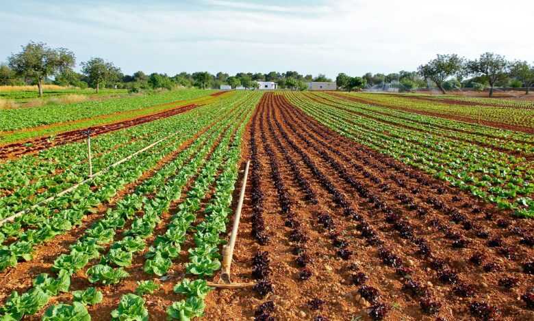 lettuce field, cultivation, vegetable, lettuce cultivation in ibiza, lettuce field, lettuce field, lettuce field, lettuce field, lettuce field