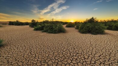 drought, dehydrated, clay floor, earth, cracked, cracks, dry, hot, loneliness, devastated, nature, plant, soil, landscape, bushes, brown nature, brown earth, brown landscape, brown plant, brown plants, brown natural, drought, drought, drought, drought, drought, earth, earth, earth, soil