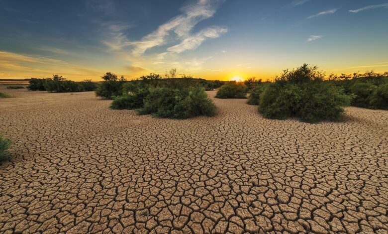drought, dehydrated, clay floor, earth, cracked, cracks, dry, hot, loneliness, devastated, nature, plant, soil, landscape, bushes, brown nature, brown earth, brown landscape, brown plant, brown plants, brown natural, drought, drought, drought, drought, drought, earth, earth, earth, soil