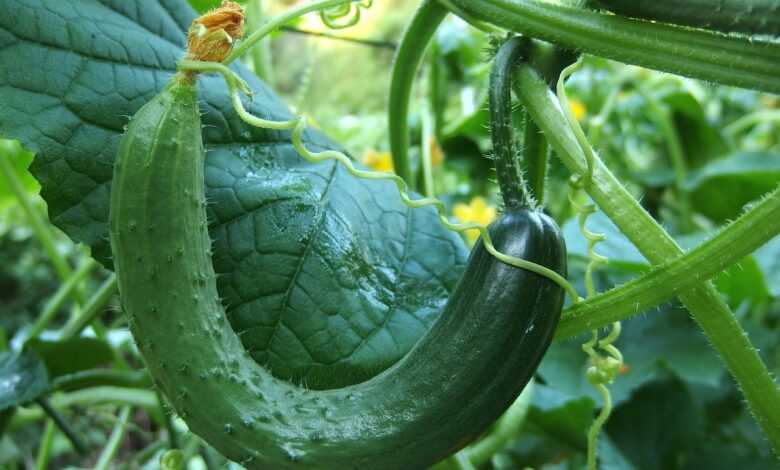 cucumber, bend, crane