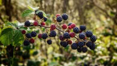 common bramble, blackberry, shrub