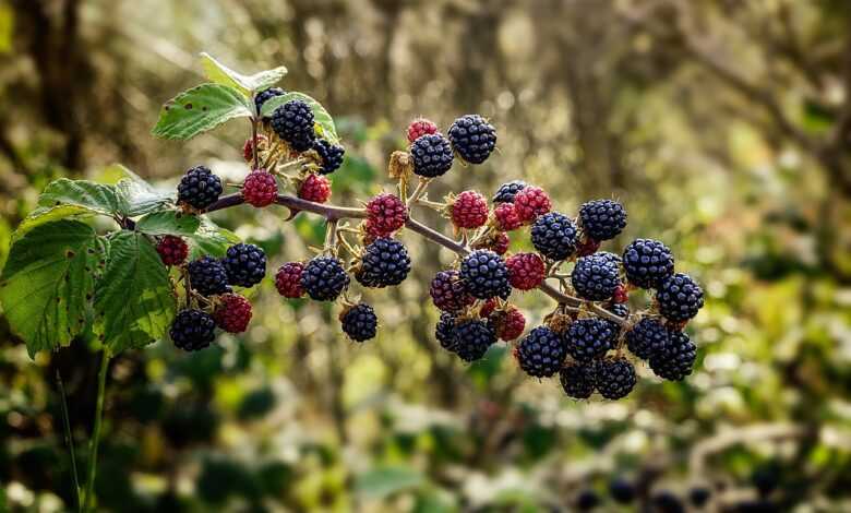 common bramble, blackberry, shrub