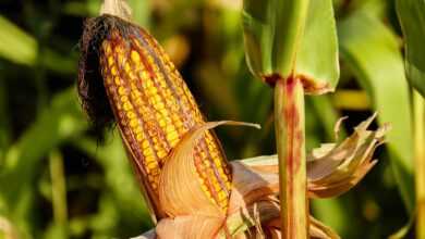 corn, food, field