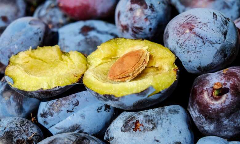 plum, plum stone, fruit