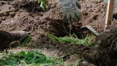 A person digging in the dirt with gloves