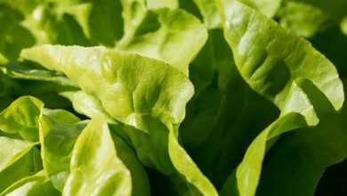 green, lettuce leaves, garden