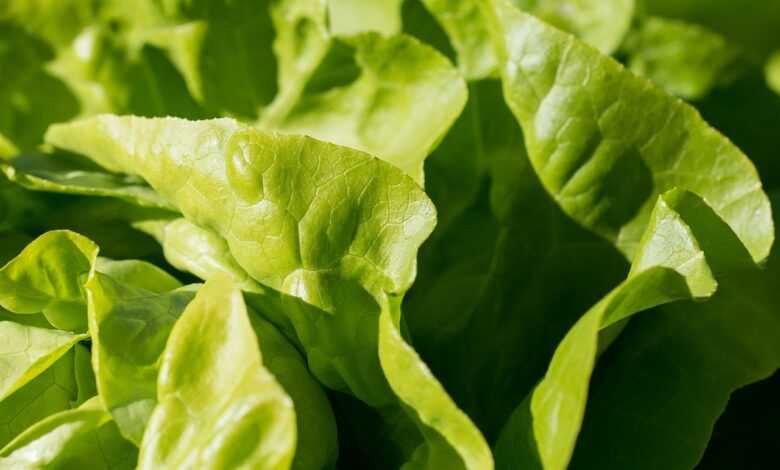 green, lettuce leaves, garden