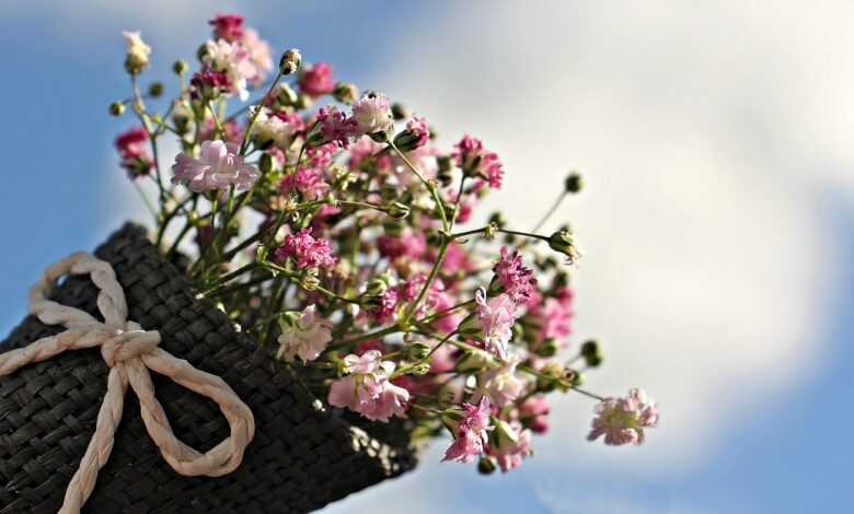 flowers, gypsophila, small flowers