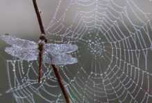 dragonfly, dew, spider web, cobweb, web, dewdrops, water droplets, insect, nature, trap, winged insect, odonata, anisoptera, dragonfly, dragonfly, dragonfly, dragonfly, dragonfly, spider web, spider web, web, web, web, insect, insect, trap