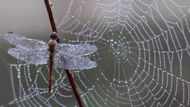 dragonfly, dew, spider web, cobweb, web, dewdrops, water droplets, insect, nature, trap, winged insect, odonata, anisoptera, dragonfly, dragonfly, dragonfly, dragonfly, dragonfly, spider web, spider web, web, web, web, insect, insect, trap