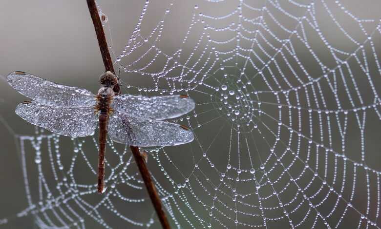 dragonfly, dew, spider web, cobweb, web, dewdrops, water droplets, insect, nature, trap, winged insect, odonata, anisoptera, dragonfly, dragonfly, dragonfly, dragonfly, dragonfly, spider web, spider web, web, web, web, insect, insect, trap