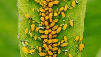 Colony of Yellow Aphids Feeding of the Plant