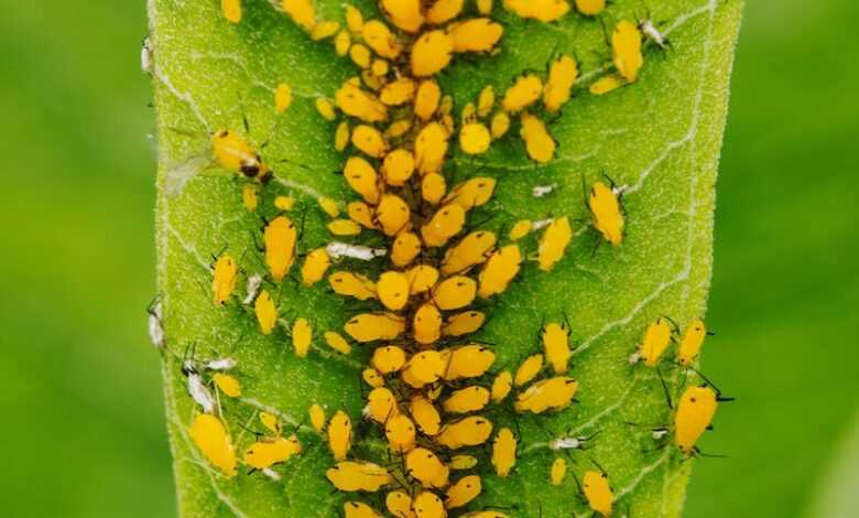 Colony of Yellow Aphids Feeding of the Plant