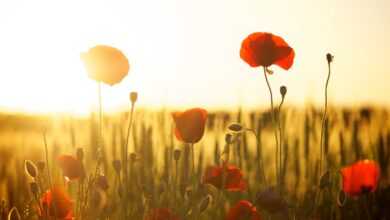 poppies, field, sunset