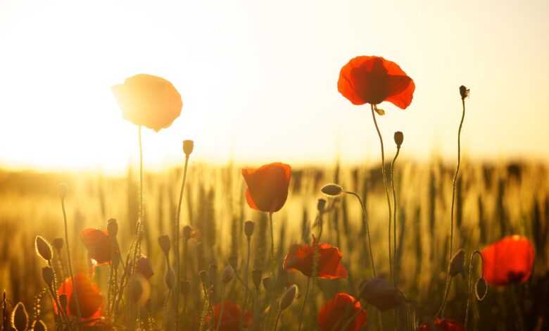 poppies, field, sunset