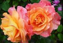 flowers, petals, dew, dewdrops, droplets, roses, bloom, blossom, flower wallpaper, flowering plant, ornamental plant, beautiful flowers, plant, flora, flower background, nature, garden, closeup
