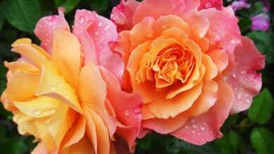 flowers, petals, dew, dewdrops, droplets, roses, bloom, blossom, flower wallpaper, flowering plant, ornamental plant, beautiful flowers, plant, flora, flower background, nature, garden, closeup