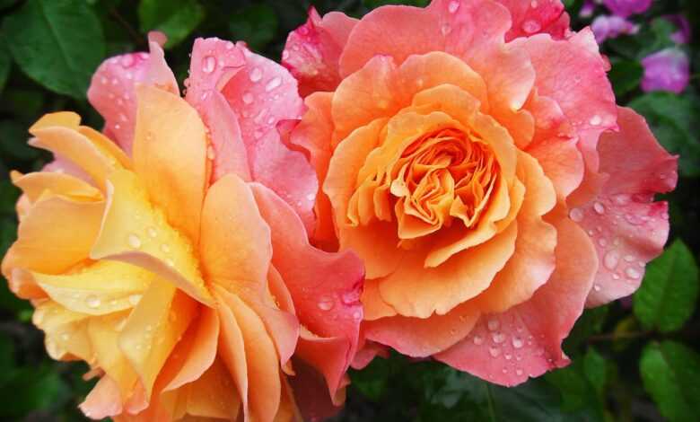 flowers, petals, dew, dewdrops, droplets, roses, bloom, blossom, flower wallpaper, flowering plant, ornamental plant, beautiful flowers, plant, flora, flower background, nature, garden, closeup