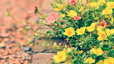 flowers, natural, beautiful flowers