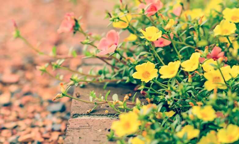 flowers, natural, beautiful flowers